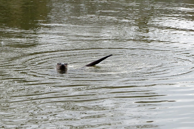 04 01 17_5589_edited-1.jpg - OTTER(S) AT RIVER STOUR, BLANDFORD FORUM, DORSET - JAN 2017